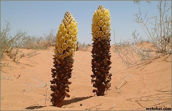 plant54.jpg