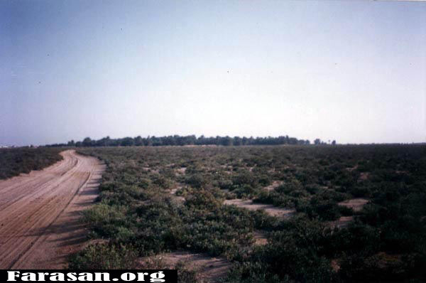 sag6.jpg