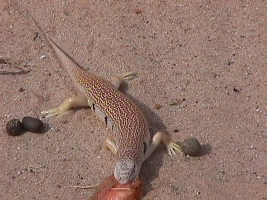 sandfish.jpg