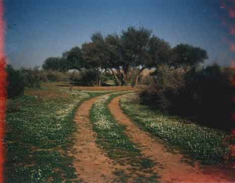 shuaib_abumraki.jpg