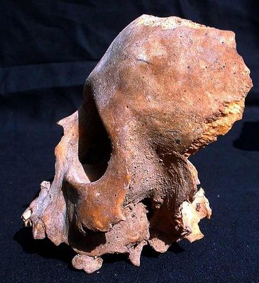 skull.jpg