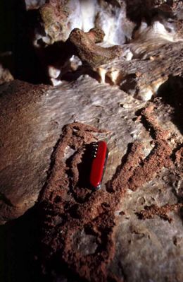 termites.jpg
