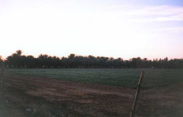 trees.jpg