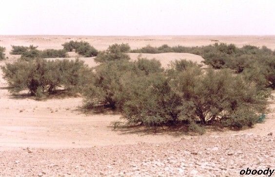 valey02.jpg