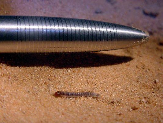 worm.jpg