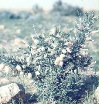 plant24.jpg