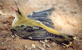 bird01.jpg