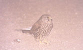 bird05.jpg