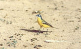 bird06.jpg
