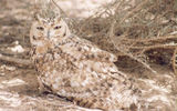 bird07.jpg