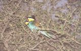 bird08.jpg