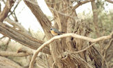 bird10.jpg