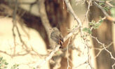 bird15.jpg