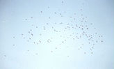 bird17.jpg
