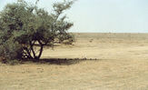 bird18.jpg