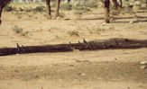 bird20.jpg