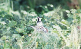 bird22.jpg
