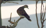bird24.jpg