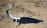 bird27.jpg