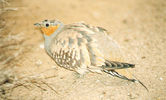 bird28.jpg
