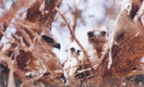 bird32.jpg