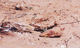 bird34.jpg