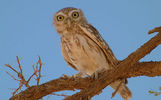 bird36.jpg