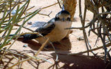 bird38.jpg