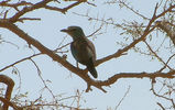 bird39.jpg