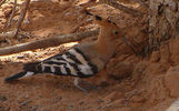 bird40.jpg