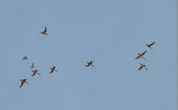 bird43.jpg