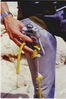 closecallcloseup.jpg