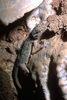 gecko.jpg