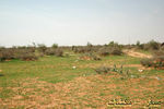 mk1377_hiijeerah2.jpg