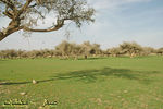 mk1377_hiijeerah9.jpg