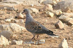 mk1377_saqr1.jpg