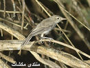 mk1377_saqr3.jpg