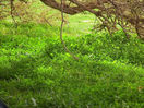 mk15860_55551.jpg