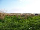 mk2085_aomashar2.jpg