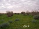 mk2085_aomashar4.jpg