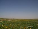 mk2085_shas10.jpg