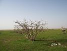 mk2085_shas12.jpg
