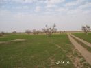 mk2085_shas2.jpg