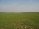 mk2085_shas3.jpg