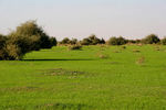 mk2692_img_0121.jpg