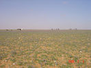 mk9517_551.jpg