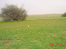 mk9517_556.jpg