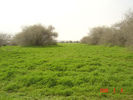 mk9517_573.jpg