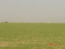 mk9517_595.jpg