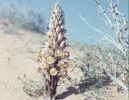 plant03.jpg